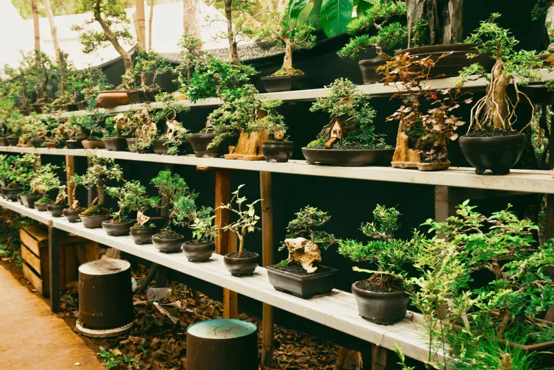 Root Bound No More: What Sapporo's Plant and Garden Shops Teach American Growers About Doing It Right